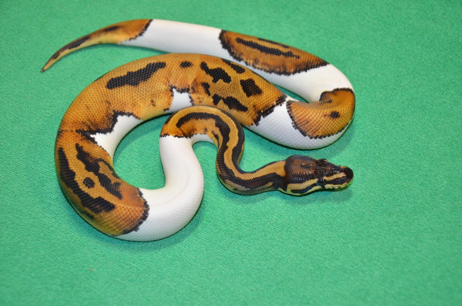 Leopard Piebald Ball Python by Royalsnakes - MorphMarket