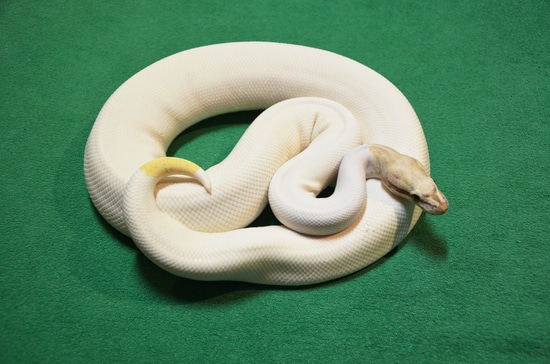 PB Vanilla Cream Piebald Ball Python by Royalsnakes