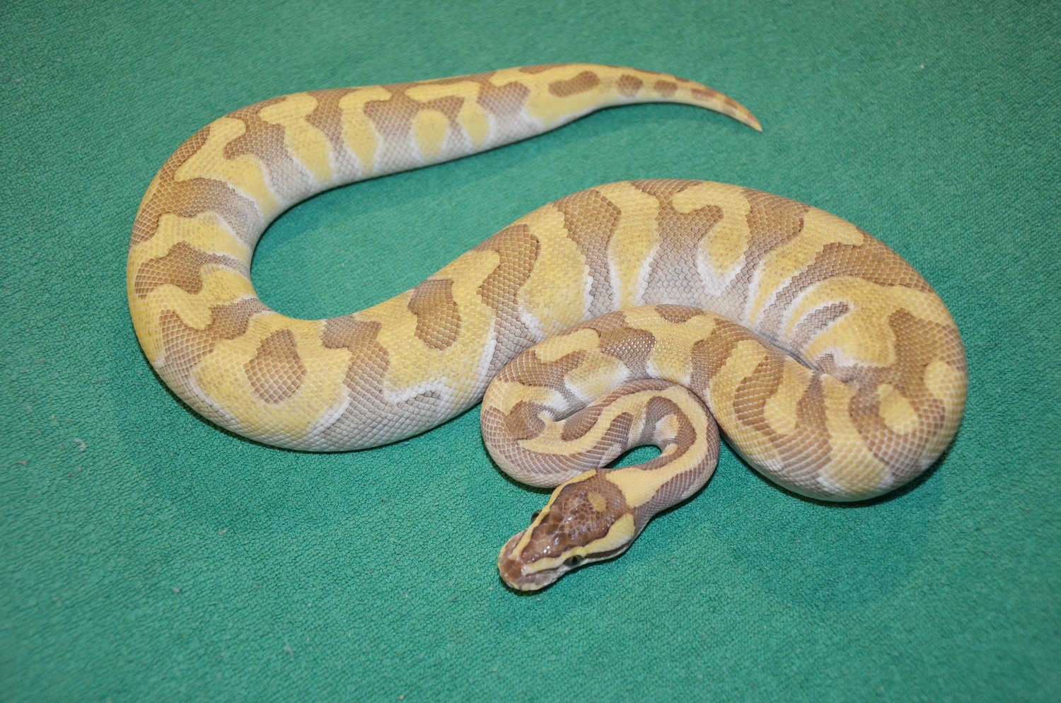 Super Enchi Butter Dh. Sunset Clown Ball Python by Royalsnakes ...