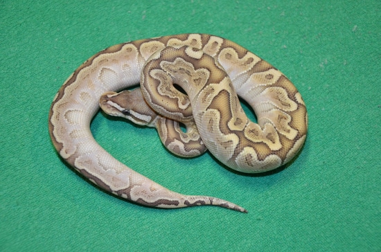 Bamboo Het Clown Ball Python by Royalsnakes
