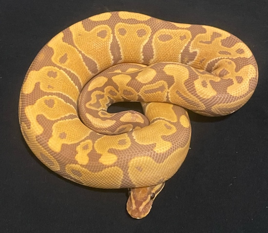 Leopard Ultramel Ball Python by Reptile Addiction