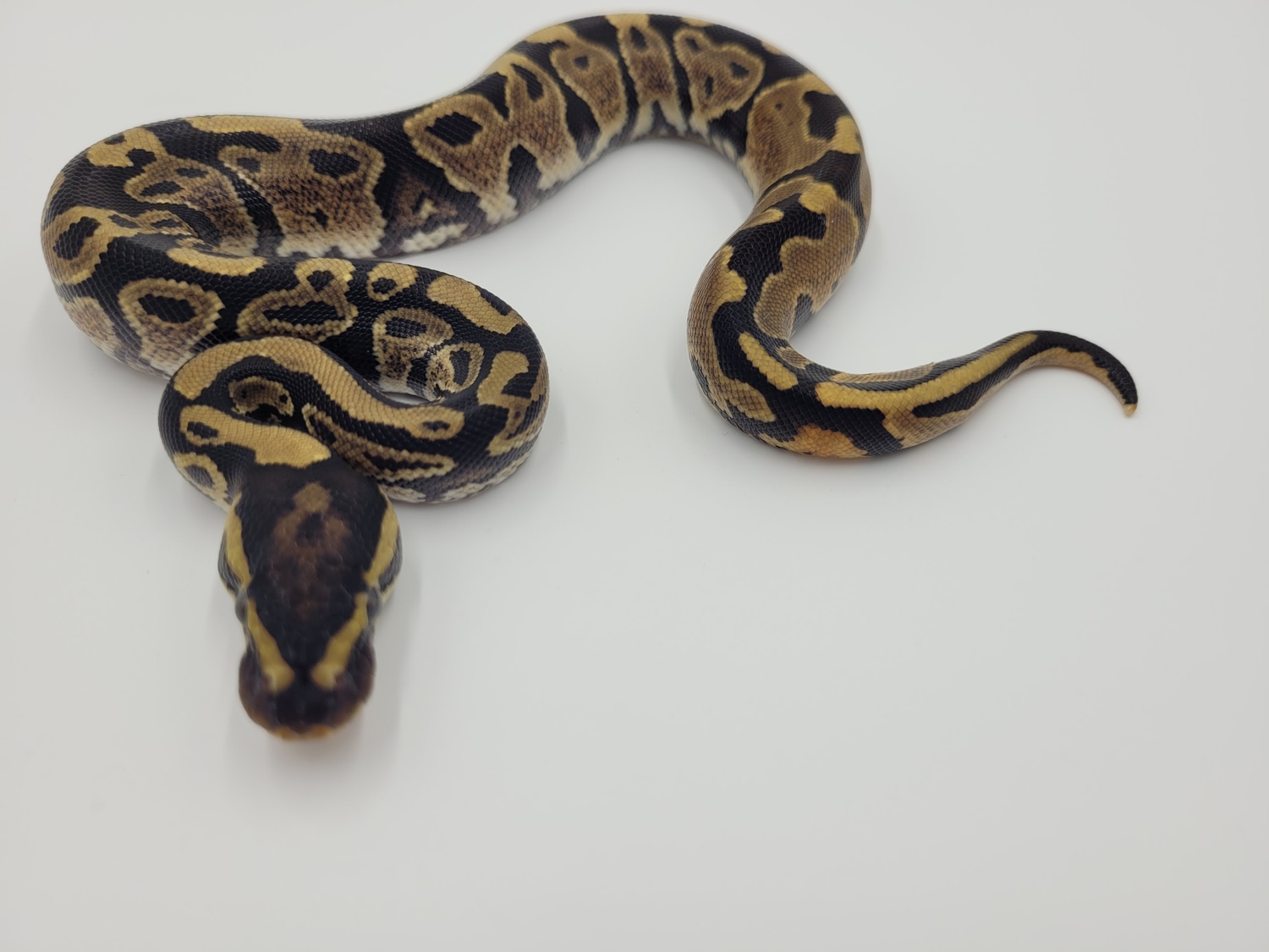 Yellowbelly DH Axanthic TSK Piebald Ball Python by Ball In Hand Pythons
