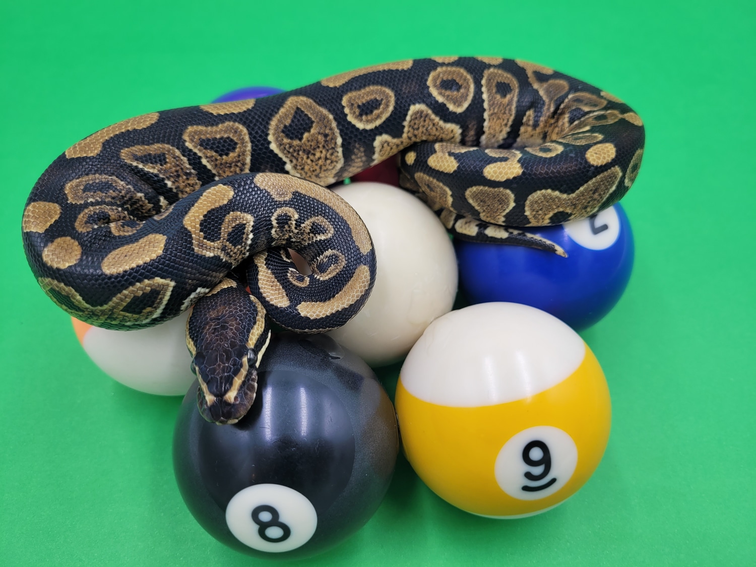 Yellowbelly Ball Python by Ball In Hand Pythons LLC - MorphMarket