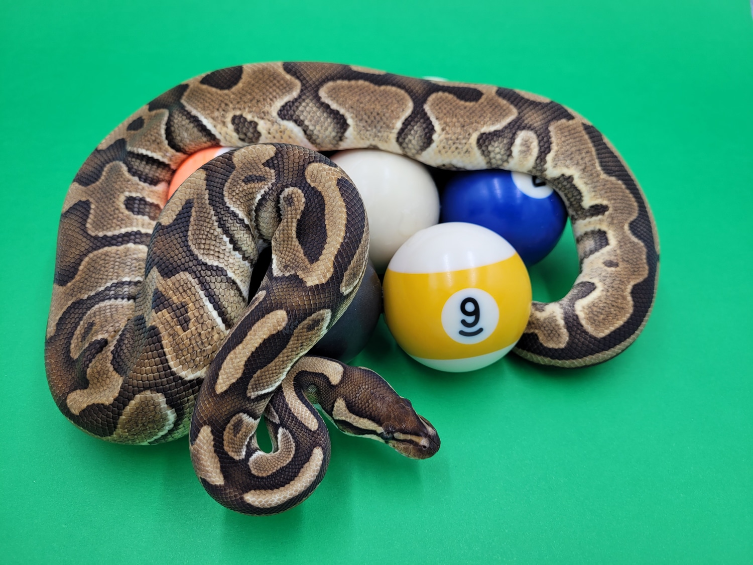 Black Pastel Enchi 100% Het Piebald Ball Python by Ball In Hand Pythons ...