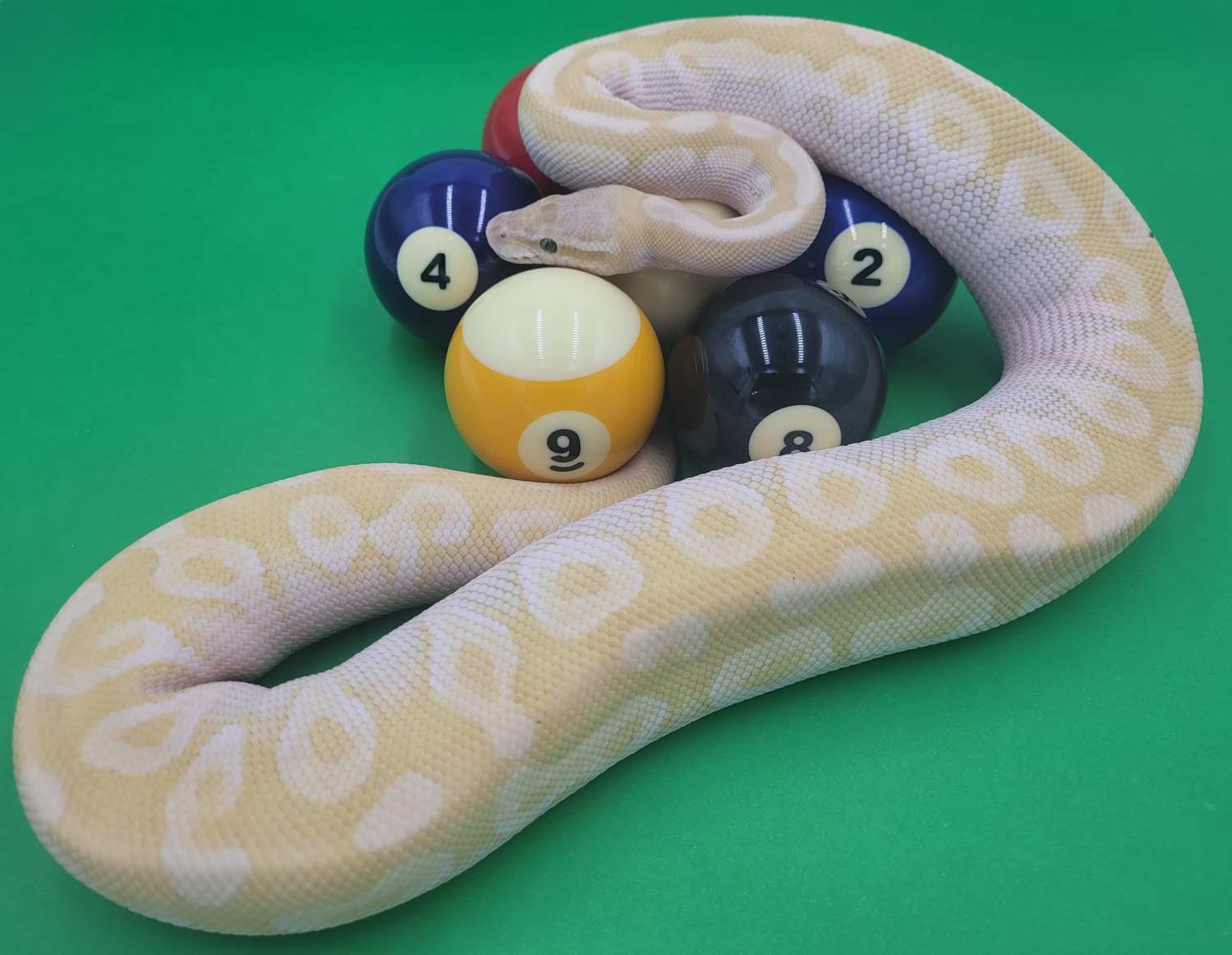 Crystal Poss Fire Pastel 50% Het Monsoon Ball Python by Ball In Hand ...