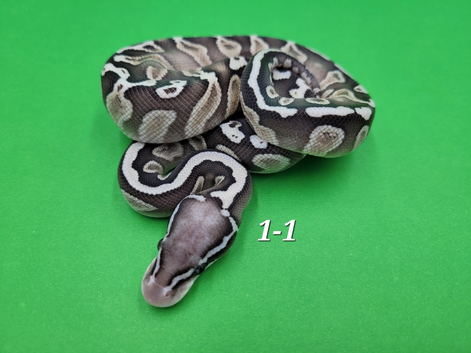 Butter GHI Pastel Het Desert Ghost Ball Python by Ball In Hand Pythons