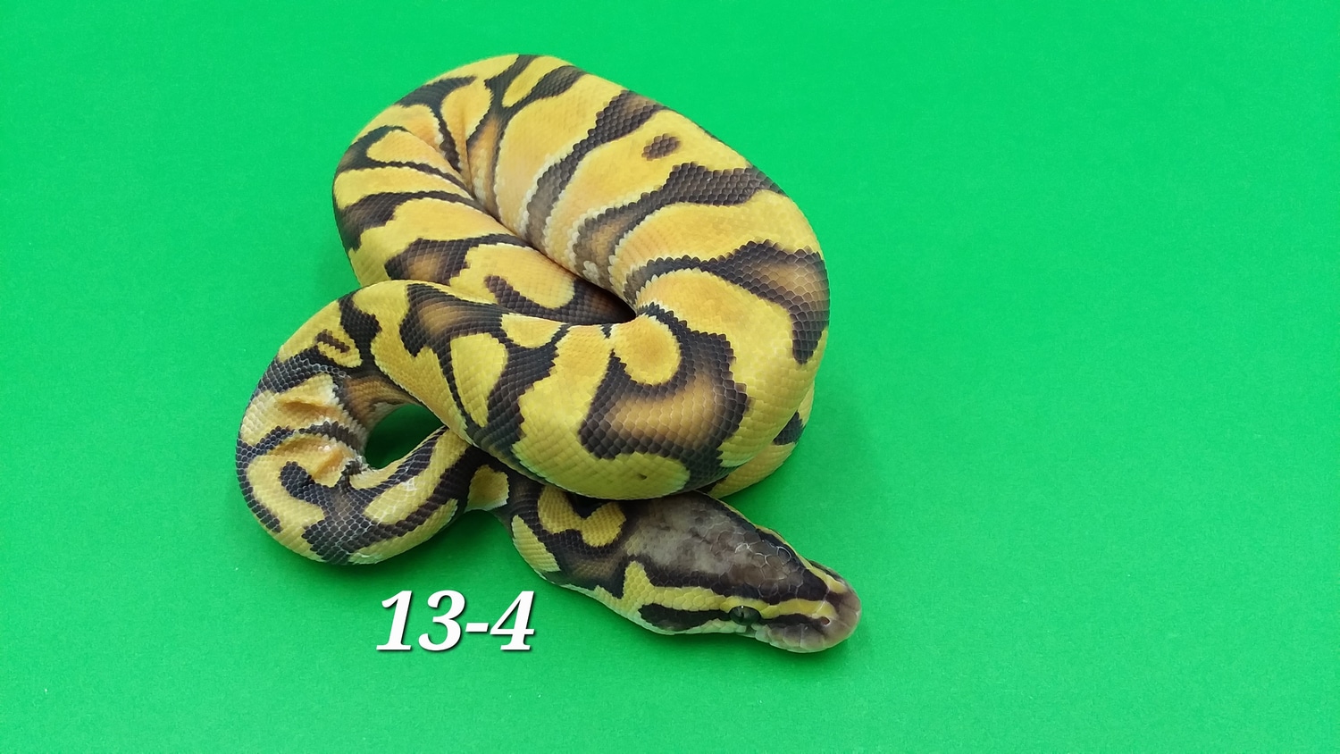 OD Enchi Pastel Hypo Ball Python by Ball In Hand Pythons LLC - MorphMarket