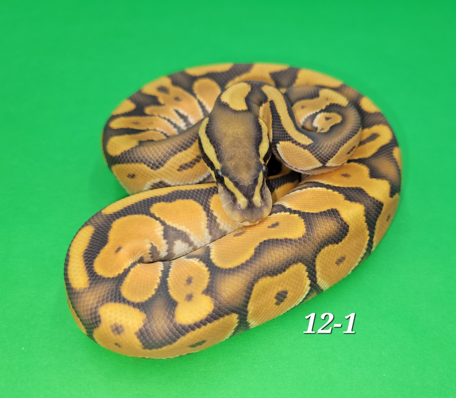 OD Enchi Black Pastel Hypo Ball Python by Ball In Hand Pythons LLC ...