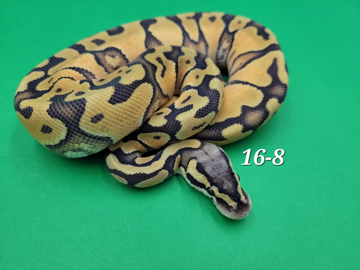 Enchi OD Pastel Hypo Ball Python by Ball In Hand Pythons LLC MorphMarket