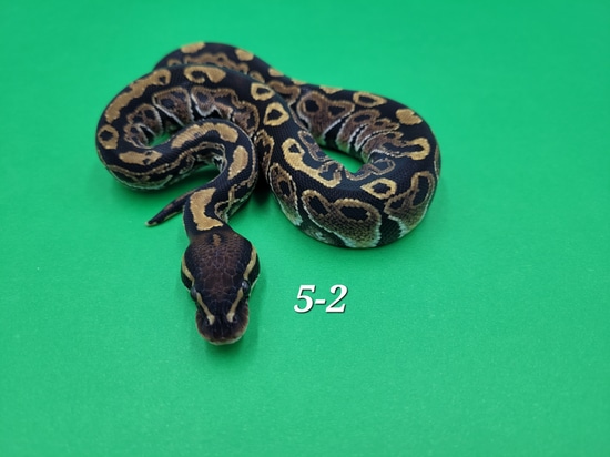 Blitz Ball Python by Ball In Hand Pythons LLC