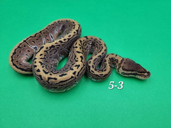 Blitz Pinstripe Ball Python by Ball In Hand Pythons LLC