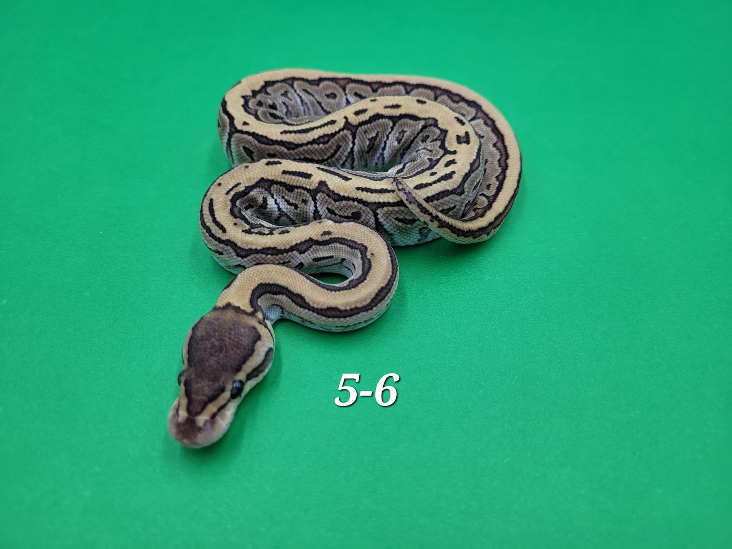Mojave Pinstripe Poss Blitz Ball Python by Ball In Hand Pythons LLC ...