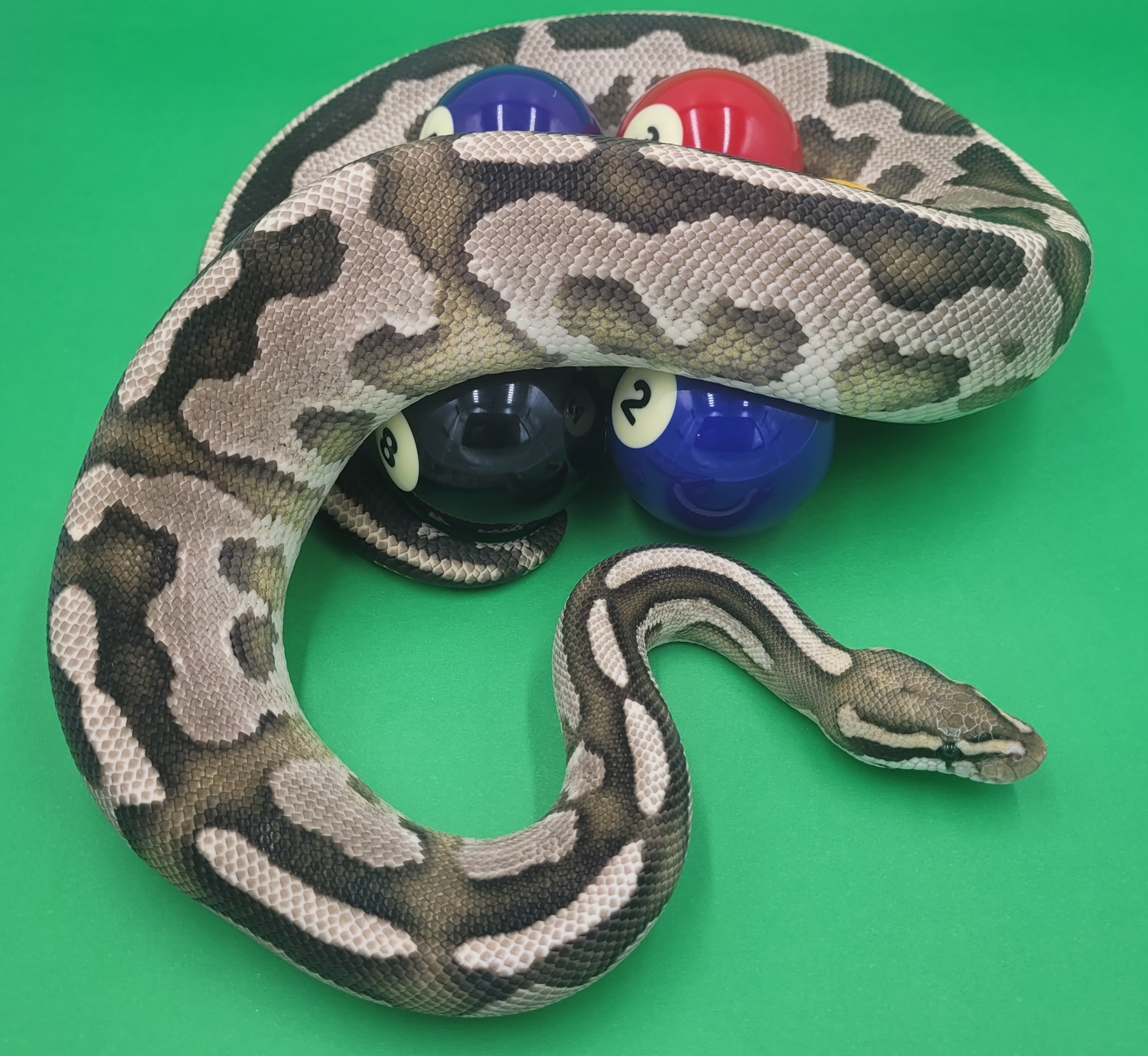 Leopard Fire Spark Ball Python by Ball In Hand Pythons LLC - MorphMarket