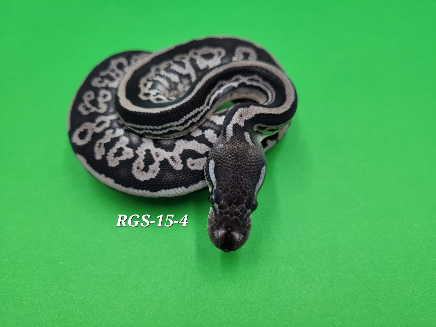 Onyx (Black Pastel HRA) Het Hypo Ball Python by Ball In Hand Pythons