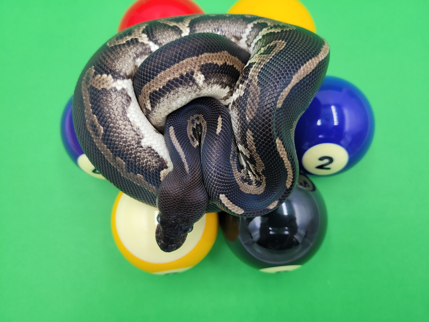 Blackhead Cinnamon Leopard Poss Het Pied Ball Python by Ball In Hand ...