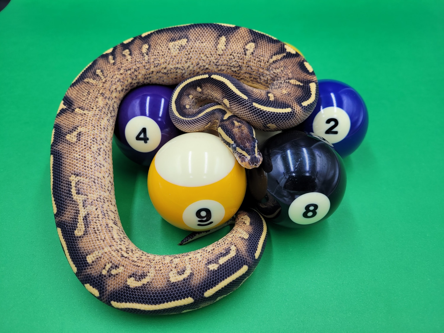 Super Gravel Ball Python by Ball In Hand Pythons LLC - MorphMarket