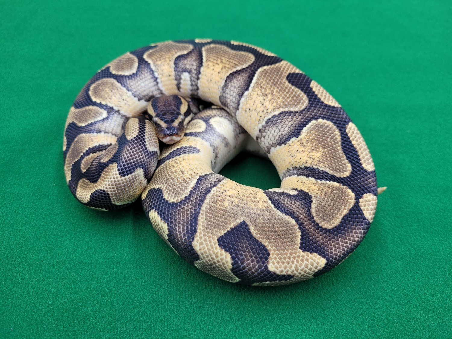 Enchi Het Pied Ball Python by Ball In Hand Pythons LLC MorphMarket