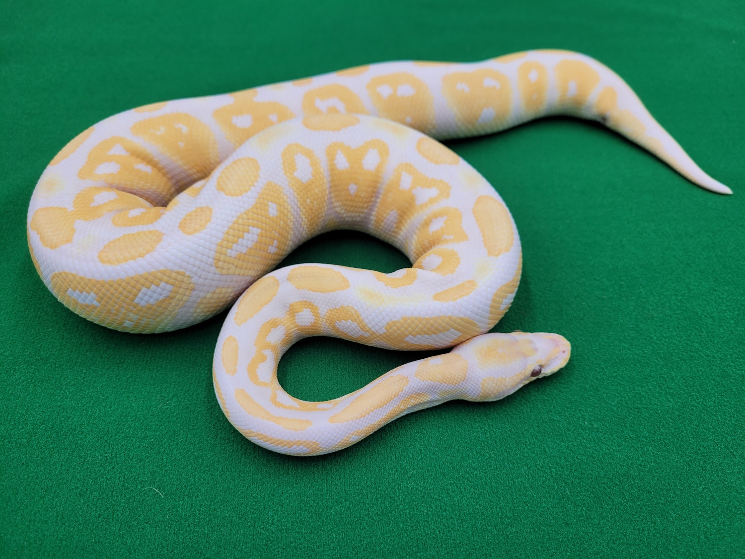 Black Pastel Lavender Albino Ball Python by Ball In Hand Pythons LLC ...