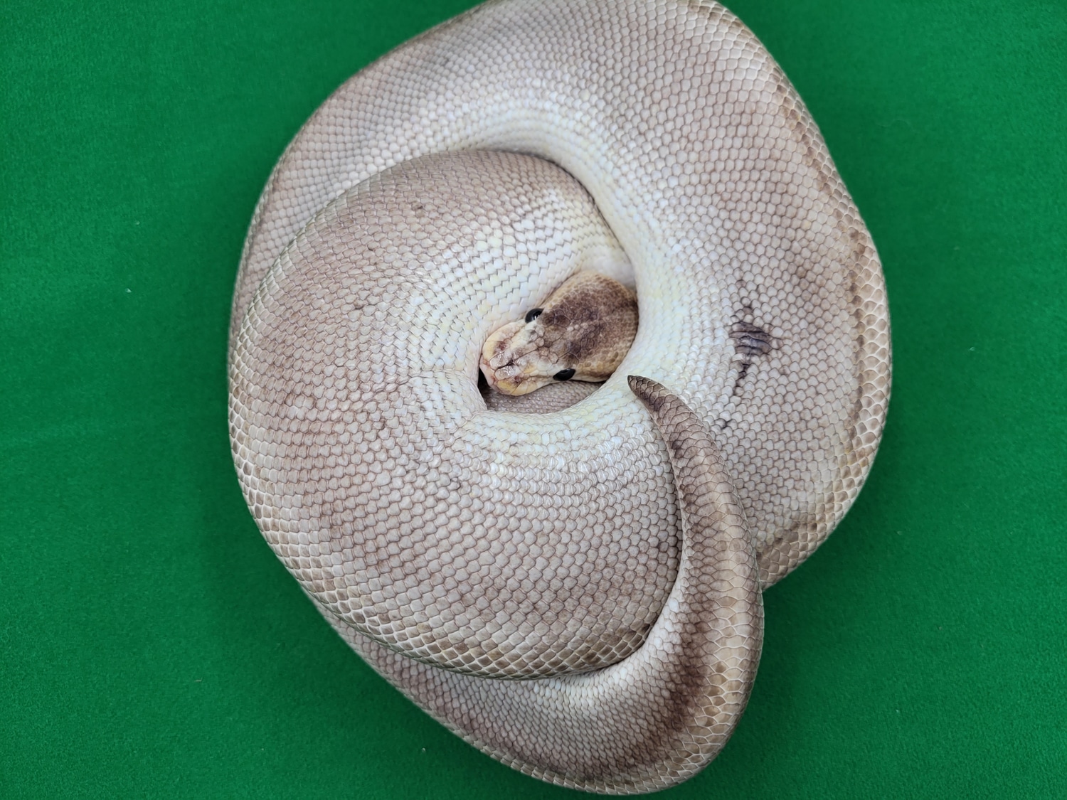 Champagne Poss YB Ready To Breed Ball Python by Ball In Hand Pythons