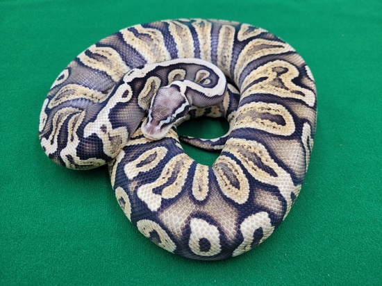 GHI Pastel Het DG Ball Python by Ball In Hand Pythons LLC