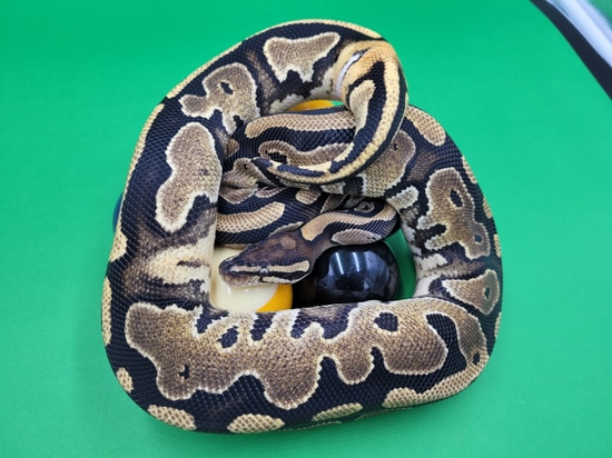 Enchi Russo Het Pied Ringer Ball Python by Ball In Hand Pythons LLC