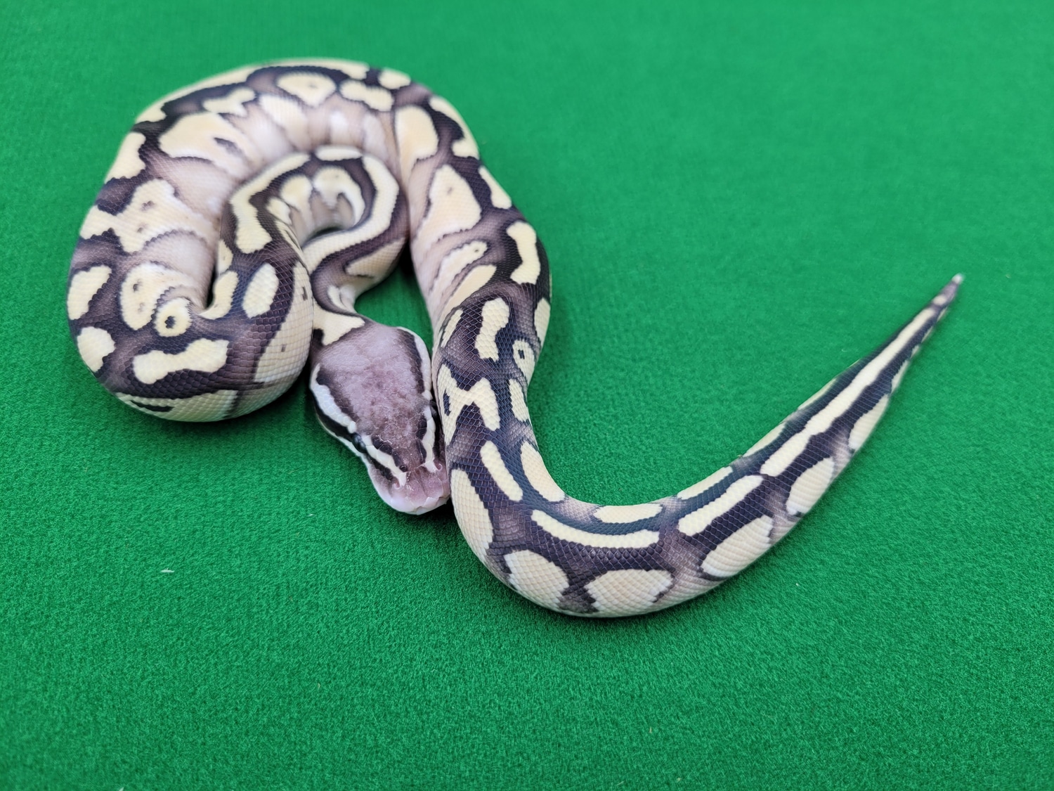 Lesser Pastel YB Het Desert Ghost Ball Python by Ball In Hand Pythons ...