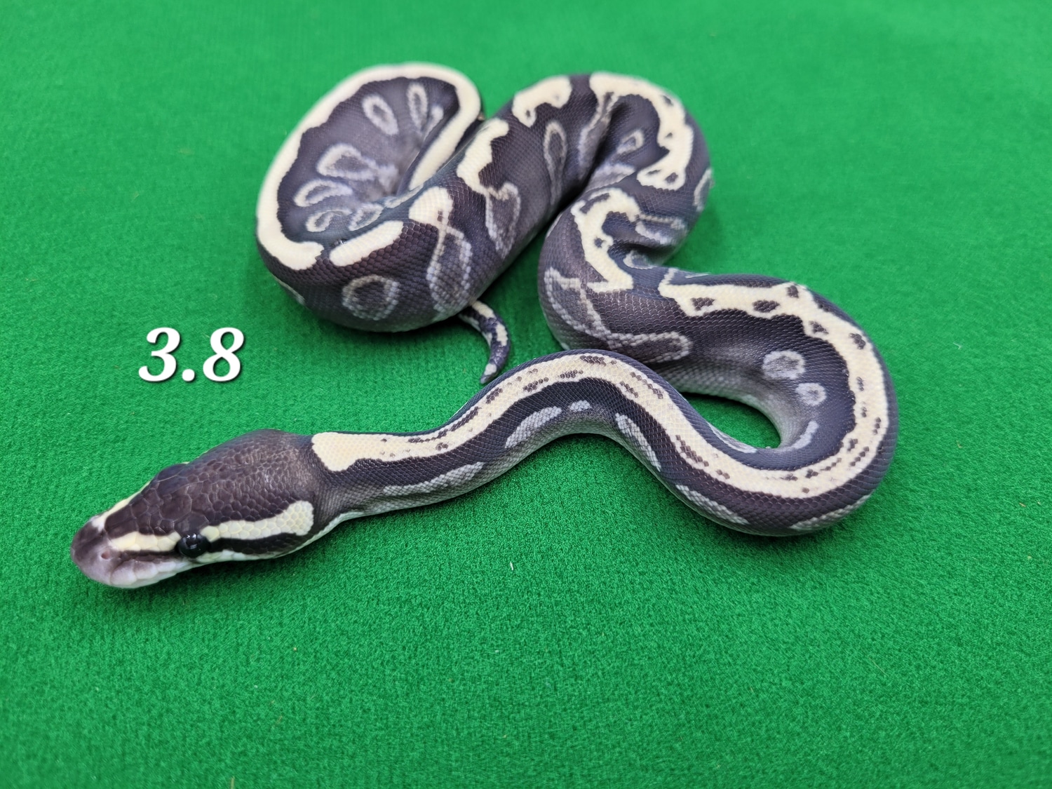 GHI Mojave Poss Blitz Ball Python by Ball In Hand Pythons LLC - MorphMarket