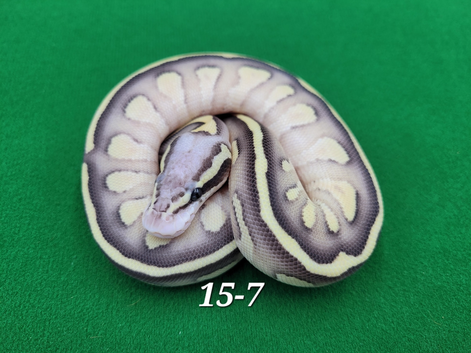 Butterfly Het DG Ball Python by Ball In Hand Pythons LLC - MorphMarket
