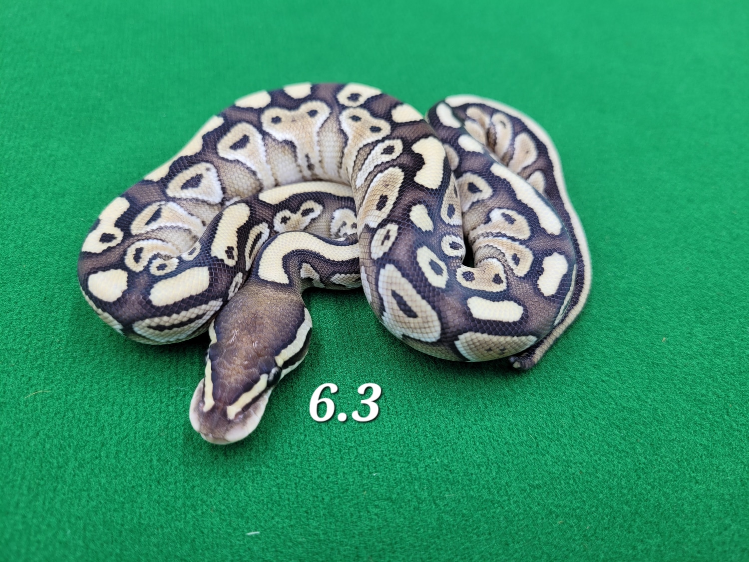 Lesser Ball Python by Ball In Hand Pythons LLC MorphMarket