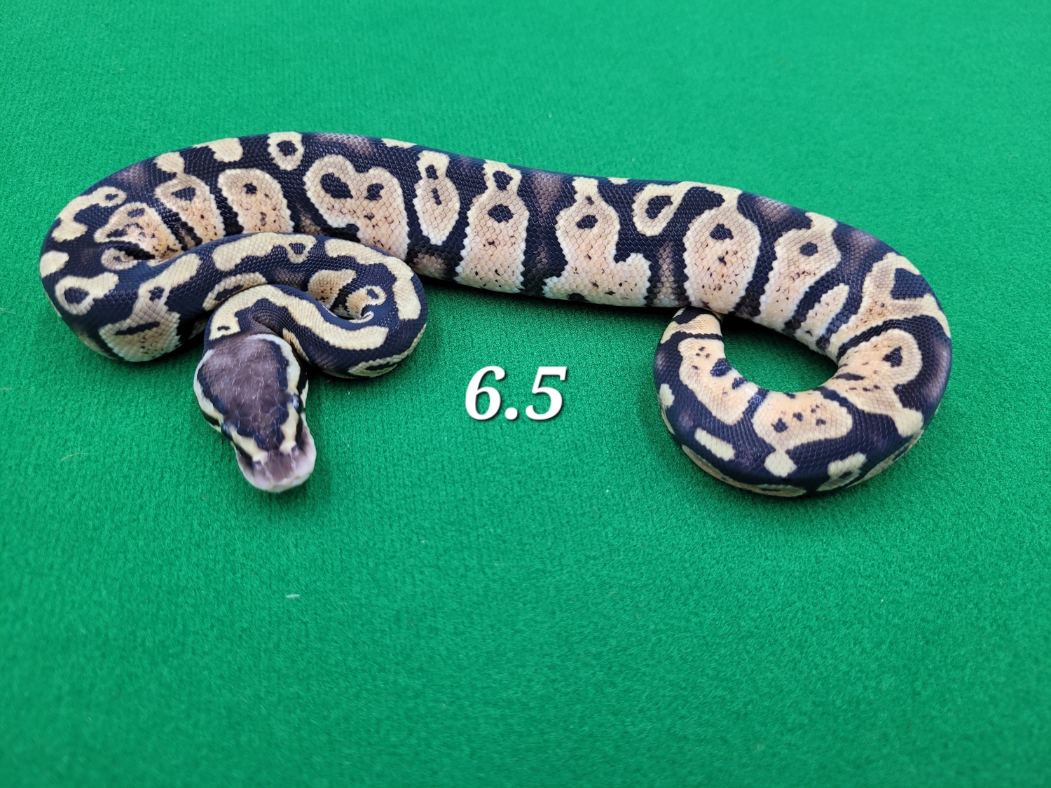 Pastel YB Ball Python by Ball In Hand Pythons LLC - MorphMarket