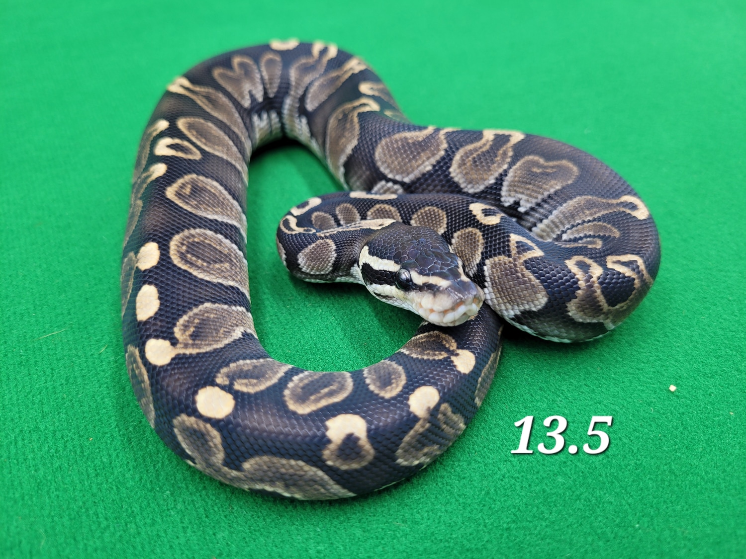 Hra Ghi Ball Python by Ball In Hand Pythons LLC - MorphMarket