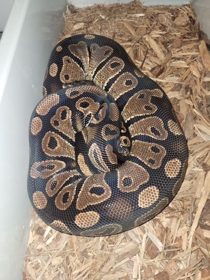 Het Pied Ball Python by Ball In Hand Pythons LLC