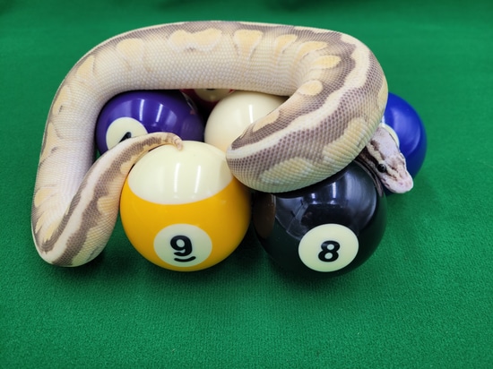 Super Pastel Lesser Het Puzzle Ball Python by Ball In Hand Pythons LLC