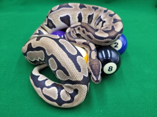 Puzzle Pair! Ball Python by Ball In Hand Pythons LLC