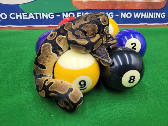 DH Albino Pied Ball Python by Ball In Hand Pythons LLC