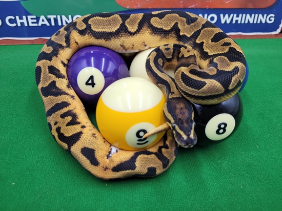 Pied Het Candy Ball Python by Ball In Hand Pythons LLC