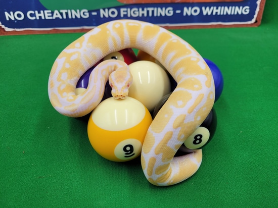 Albino Ball Python by Ball In Hand Pythons LLC