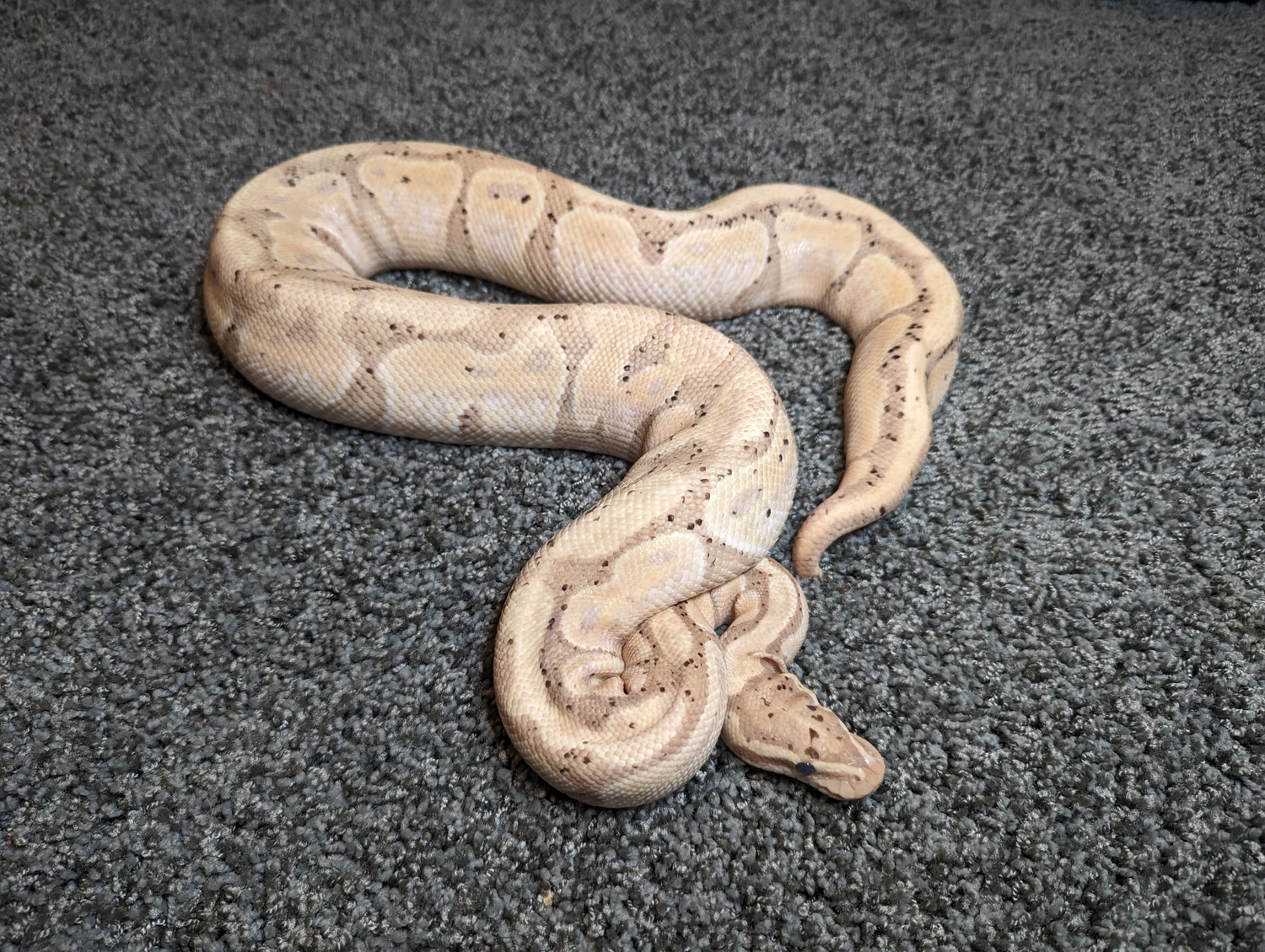 (Proven Breeder) Banana/CG + Free DH Ball Python by Royal Hydra ...