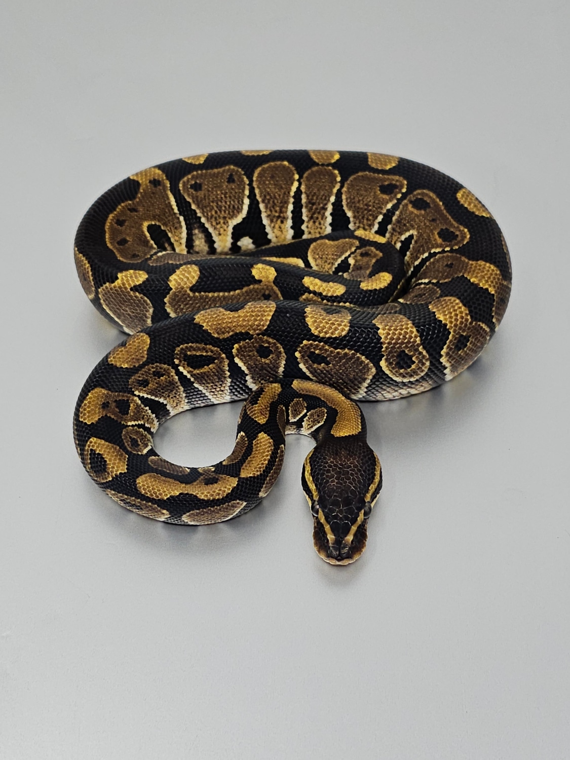 Het Tri-Stripe Ball Python by Royal Alchemy Exotics - MorphMarket