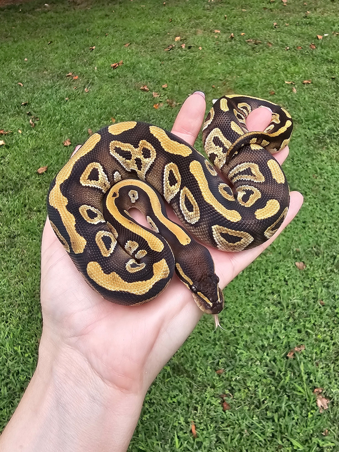 Mojave Het Tri-Stripe Ball Python by Royal Alchemy Exotics - MorphMarket