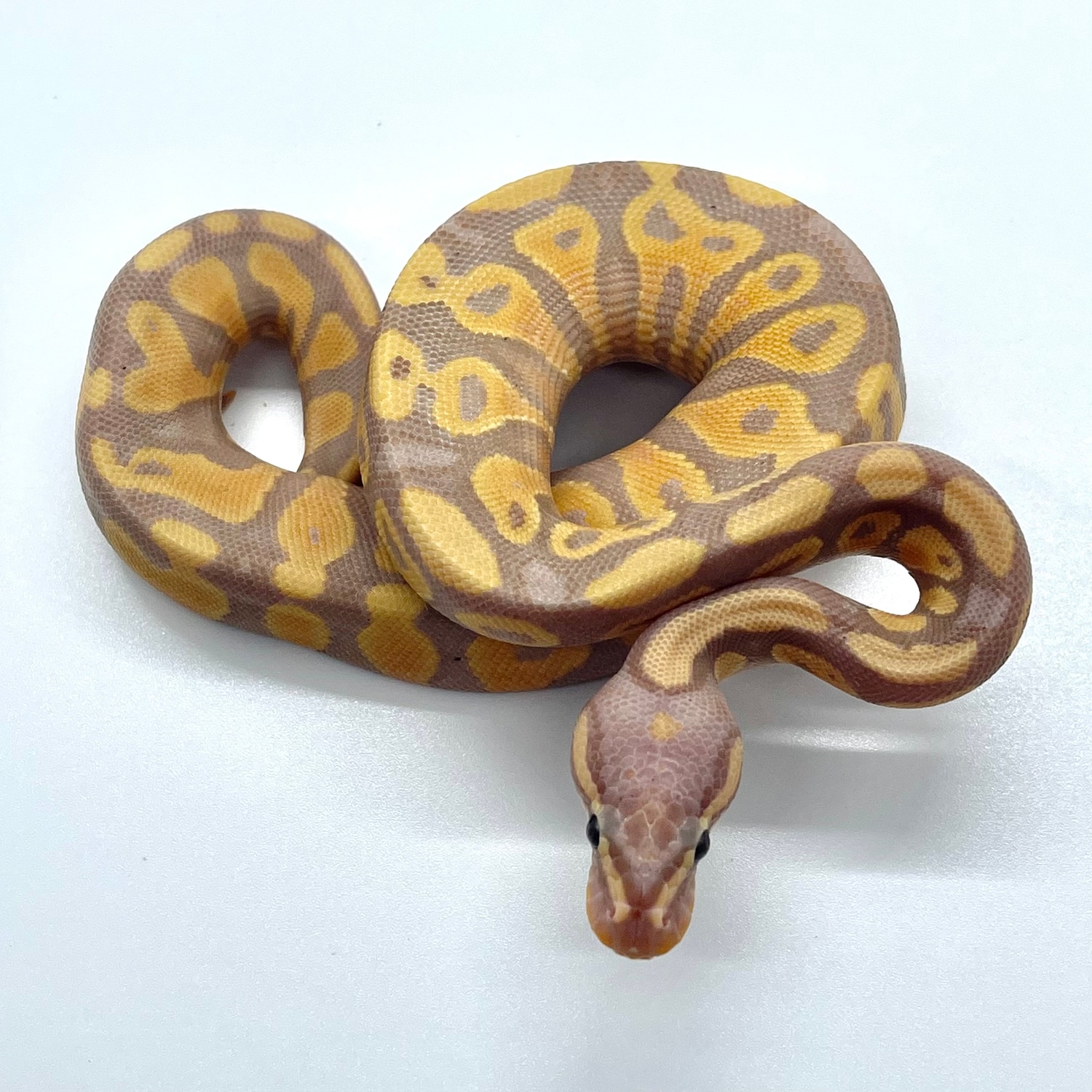 SALE! Banana Yellow Belly Female Maker Ball Python by Royal