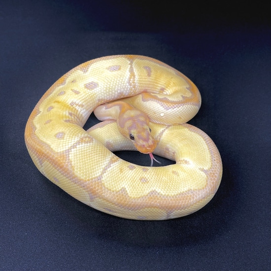 SALE! Banana Fire Yellow Belly Clown Ball Python by Royal Constrictors ...
