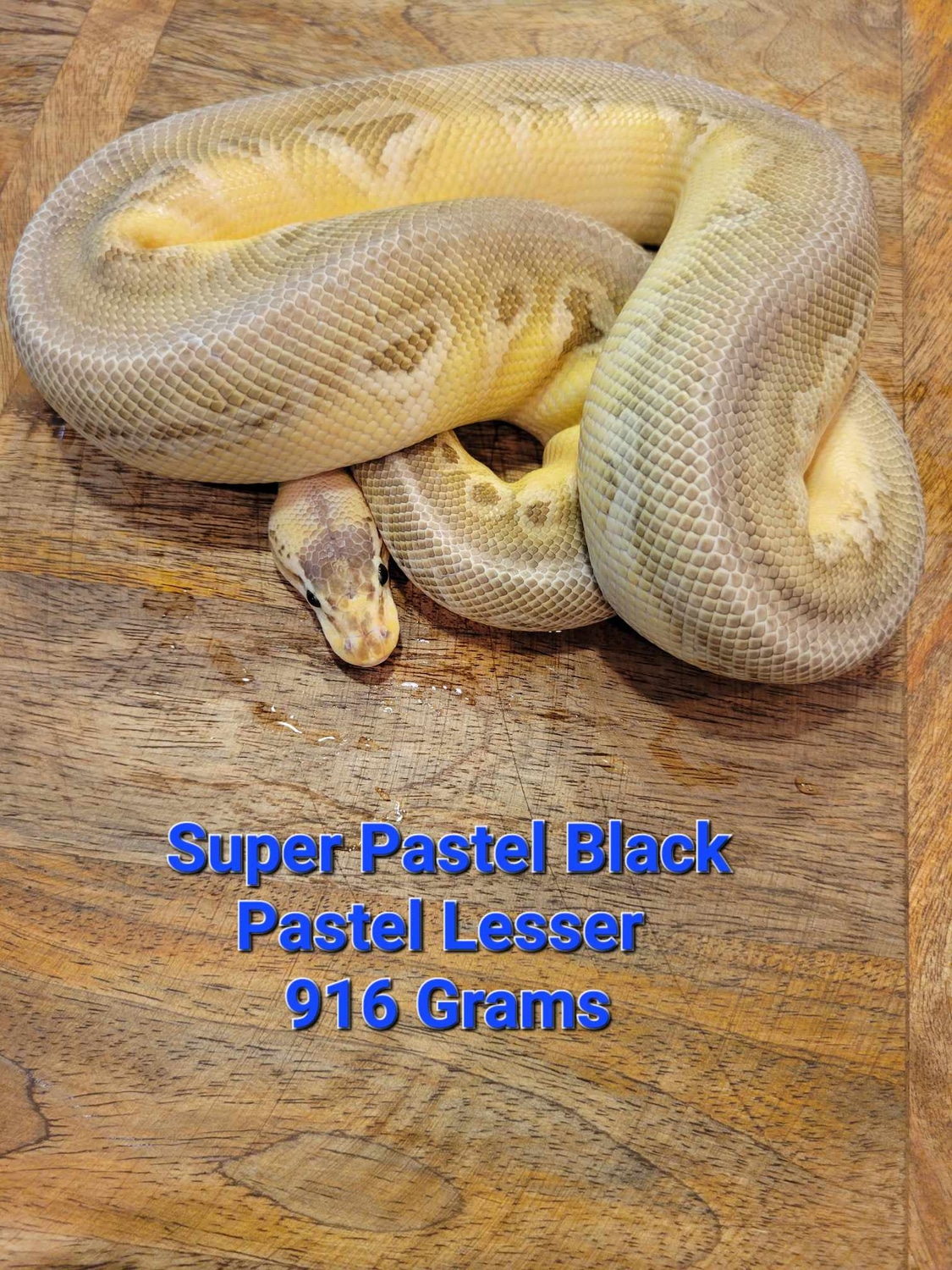 Silverstreak Lesser Ball Python by Royal Dutch Reptiles - MorphMarket