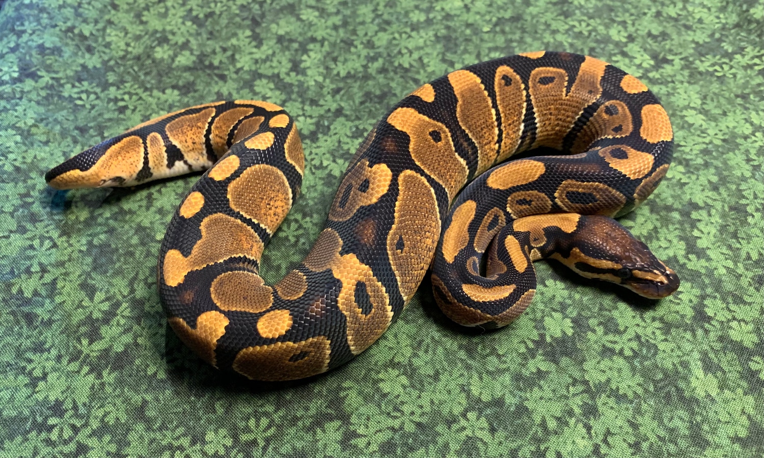 Classic Ball Python by Royal Garden Reptillery - MorphMarket