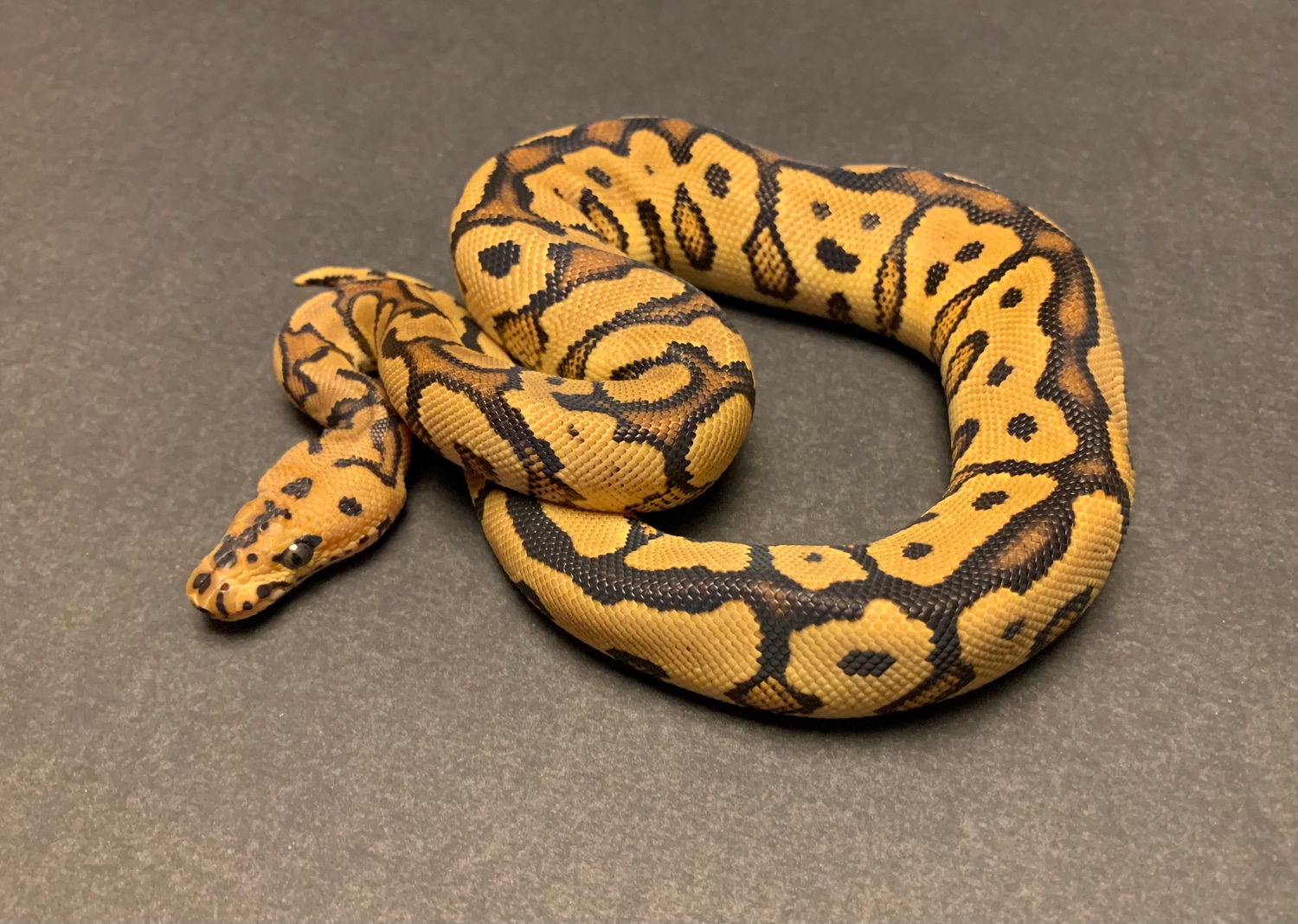 Spotnose Specter Clown Ball Python by Royal Garden Reptillery - MorphMarket