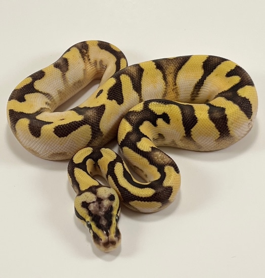 Pastel Enchi Fire Calico Ball Python by Royal Herps