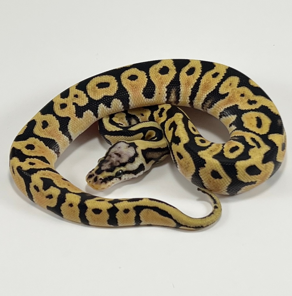 Pastel Enchi Spotnose Pos.OD Ball Python by Royal Herps MorphMarket