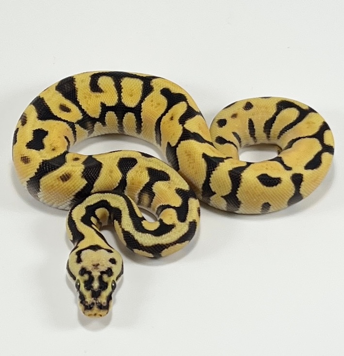Pastel Enchi OD Spotnose Ball Python by Royal Herps MorphMarket