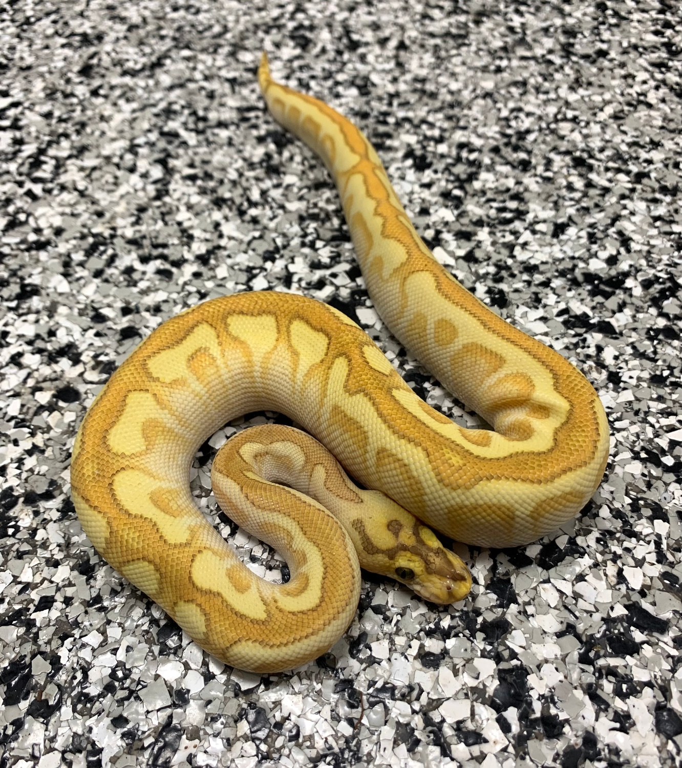 Banana Enchi Spotnose Yellowbelly Lesser Clown (Female Maker) Ball Python by Royal Highness