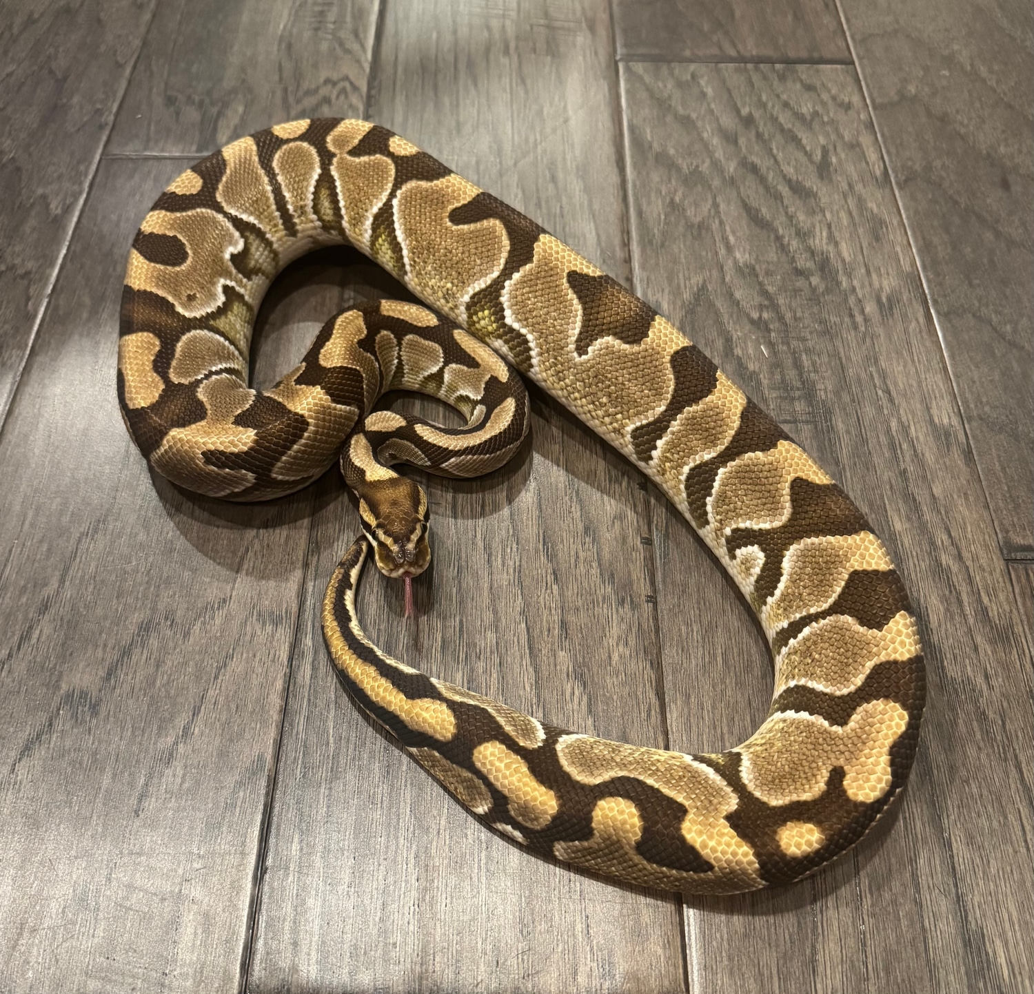 Titanium Royal Python Royal Highness Pythons